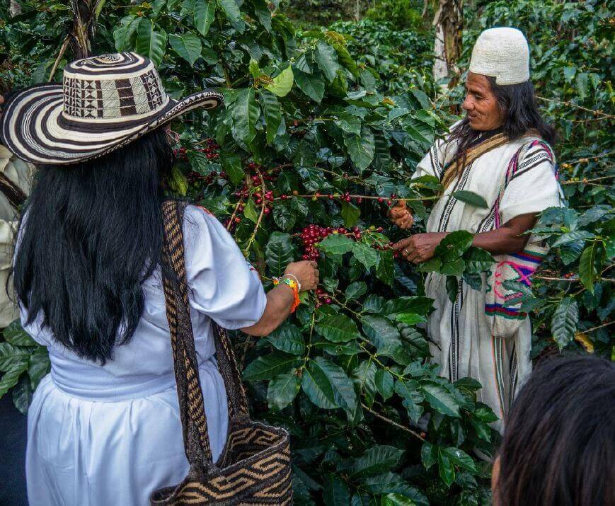 Die indigenen Völker praktizieren den Anbau von Bio-Kaffeebohnen im Einklang mit der Natur.
